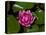 White water rose in botanical gardens-Michael Scheufler-Premier Image Canvas