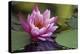 White water rose-Michael Scheufler-Premier Image Canvas