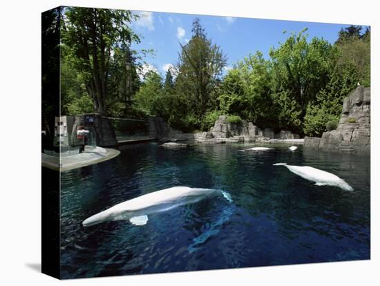 White Whale at the Aquarium, Vancouver, British Columbia, Canada-Alison Wright-Premier Image Canvas