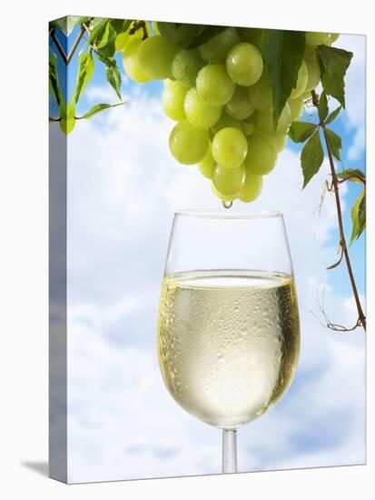 White Wine Dripping from Grapes into a Wine Glass-Paul Williams-Premier Image Canvas