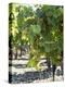 White Wine Grapes on the Vine-Peter Rees-Premier Image Canvas