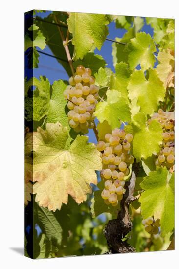 White Wine Grapes on Vine, Napa Valley, California, USA-Cindy Miller Hopkins-Premier Image Canvas
