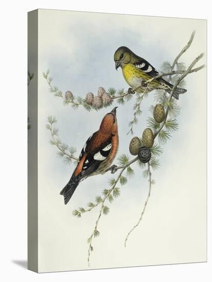 White-Winged Crossbill (Loxia Leucoptera)-John Gould-Premier Image Canvas