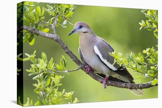 White-winged Dove perched in tree-Larry Ditto-Premier Image Canvas