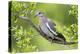 White-winged Dove perched in tree-Larry Ditto-Premier Image Canvas