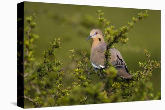 White-winged Dove perched in tree-Larry Ditto-Premier Image Canvas