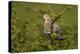 White-winged Dove perched in tree-Larry Ditto-Premier Image Canvas