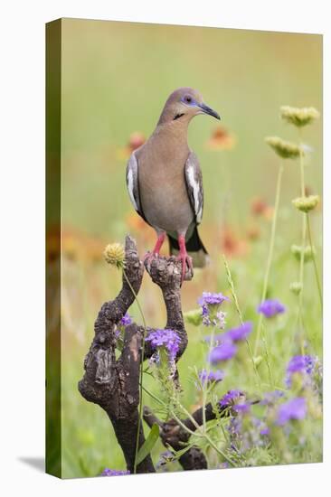 White-winged Dove perched in wildflowers-Larry Ditto-Premier Image Canvas