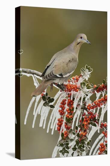 White-winged Dove perched on icy Yaupon Holly, Hill Country, Texas, USA-Rolf Nussbaumer-Premier Image Canvas