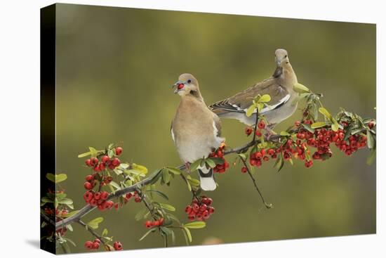 White-winged Dove s eating Firethorn berries, Hill Country, Texas, USA-Rolf Nussbaumer-Premier Image Canvas