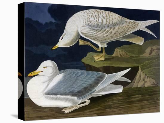 White-Winged Silvery Gull-John James Audubon-Stretched Canvas