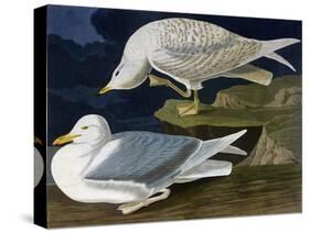 White-Winged Silvery Gull-John James Audubon-Stretched Canvas