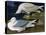 White-Winged Silvery Gull-John James Audubon-Stretched Canvas