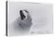 White Wolf-2-Gordon Semmens-Premier Image Canvas