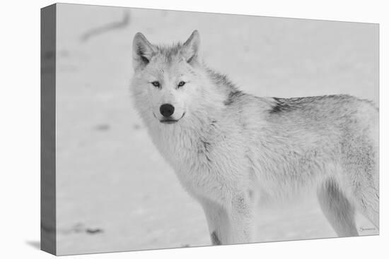 White Wolf 3-Gordon Semmens-Premier Image Canvas