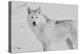 White Wolf 3-Gordon Semmens-Premier Image Canvas