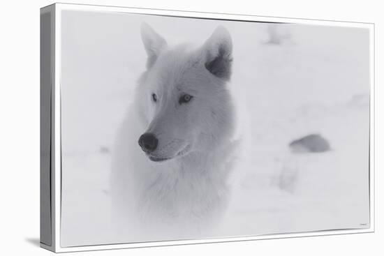 White Wolf-3-Gordon Semmens-Premier Image Canvas