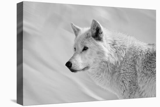 White Wolf BW-Gordon Semmens-Premier Image Canvas