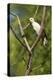 White Woodpecker-Joe McDonald-Premier Image Canvas