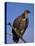 Whitebacked Vulture (Gyps Africanus), Etosha National Park, Namibia, Africa-Steve & Ann Toon-Premier Image Canvas