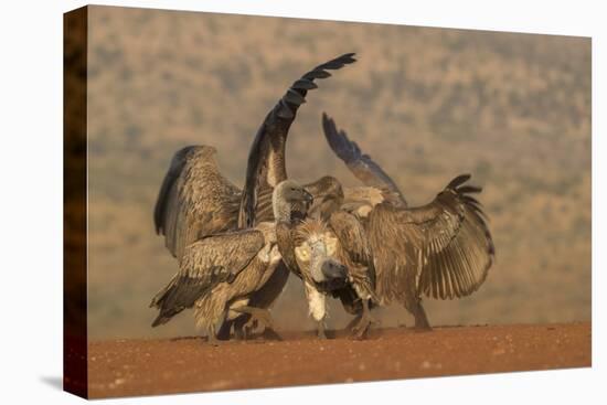 Whitebacked vulture (Gyps africanus) fighting over food, Zimanga game reserve, KwaZulu-Natal-Ann and Steve Toon-Premier Image Canvas