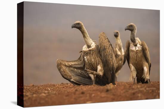 Whitebacked vultures (Gyps africanus) moving in to feed, Zimanga private game reserve, KwaZulu-Nata-Ann and Steve Toon-Premier Image Canvas