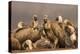 Whitebacked vultures (Gyps africanus), Zimanga private game reserve, KwaZulu-Natal, South Africa, A-Ann and Steve Toon-Premier Image Canvas
