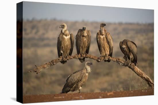 Whitebacked vultures (Gyps africanus), Zimanga private game reserve, KwaZulu-Natal-Ann and Steve Toon-Premier Image Canvas