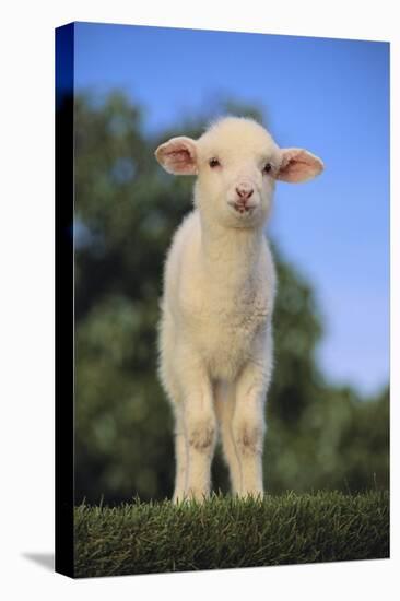 Whitefaced Lamb in the Pasture-DLILLC-Premier Image Canvas