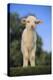 Whitefaced Lamb in the Pasture-DLILLC-Premier Image Canvas