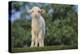 Whitefaced Lamb in the Pasture-DLILLC-Premier Image Canvas