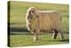 Whitefaced Sheep-DLILLC-Premier Image Canvas