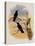 Whitely's Hummingbird, Ionol?ma Whitelyana-John Gould-Premier Image Canvas