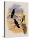 Whitely's Hummingbird, Ionol?ma Whitelyana-John Gould-Premier Image Canvas