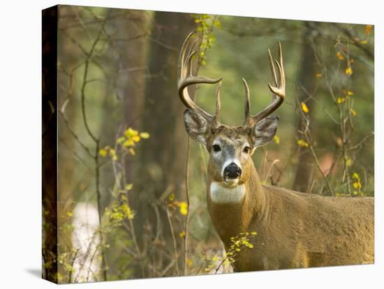 Whitetail Deer Buck in Whitefish, Montana, Usa-Chuck Haney-Premier Image Canvas