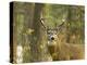 Whitetail Deer Buck in Whitefish, Montana, Usa-Chuck Haney-Premier Image Canvas