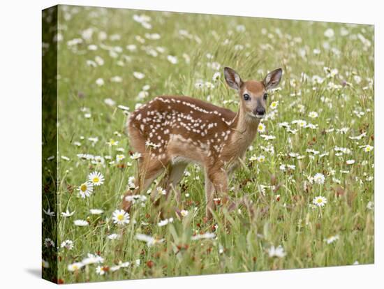 Whitetail Deer Fawn Among Oxeye Daisy, in Captivity, Sandstone, Minnesota, USA-James Hager-Premier Image Canvas