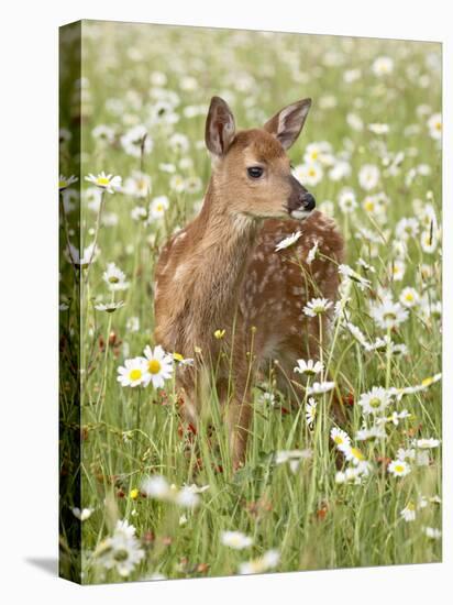 Whitetail Deer Fawn Among Oxeye Daisy, in Captivity, Sandstone, Minnesota, USA-James Hager-Premier Image Canvas