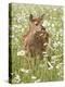 Whitetail Deer Fawn Among Oxeye Daisy, in Captivity, Sandstone, Minnesota, USA-James Hager-Premier Image Canvas