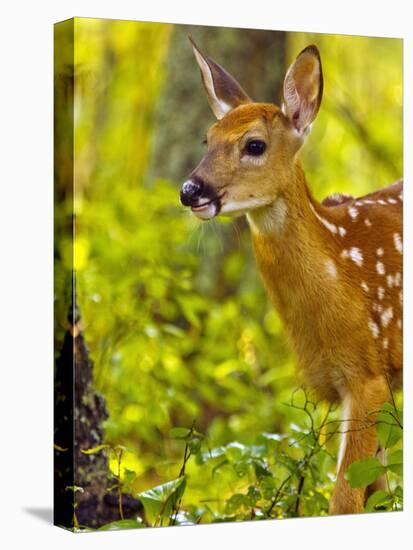 Whitetail Deer Fawn in Whitefish, Montana, Usa-Chuck Haney-Premier Image Canvas