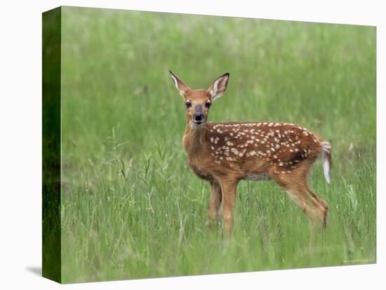Whitetail Deer Fawn (Odocileus Virginianus), 21 Days Old, in Captivity, Minnesota, USA-James Hager-Premier Image Canvas