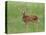 Whitetail Deer Fawn (Odocileus Virginianus), 21 Days Old, in Captivity, Minnesota, USA-James Hager-Premier Image Canvas