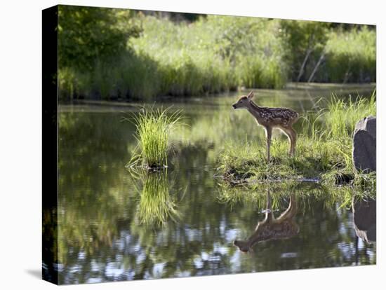 Whitetail Deer Fawn with Reflection, in Captivity, Sandstone, Minnesota, USA-James Hager-Premier Image Canvas