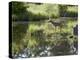 Whitetail Deer Fawn with Reflection, in Captivity, Sandstone, Minnesota, USA-James Hager-Premier Image Canvas