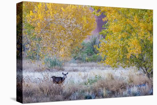 Whitetail deer grazing under autumn cottonwood tree, near Moab, Utah, USA.-Howie Garber-Premier Image Canvas