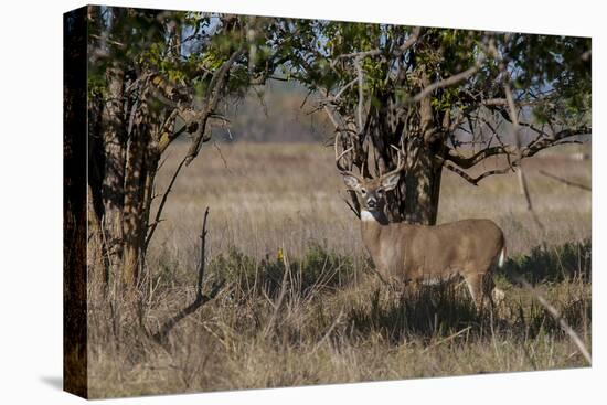 Whitetail deer-Michael Scheufler-Premier Image Canvas
