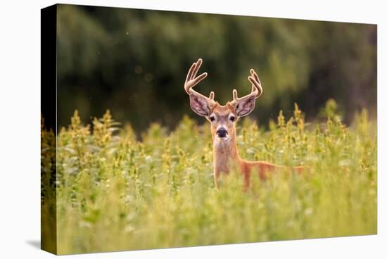 Whitetail Deerin the Bitterroot Valley, Montana-Jason Savage-Stretched Canvas