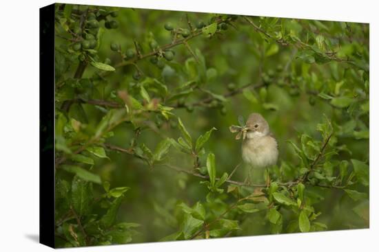 Whitethroat (Sylvia Communis) Adult Perched in Blackthorn Hedgerow with Insect, Cambridgeshire, UK-Andrew Parkinson-Premier Image Canvas