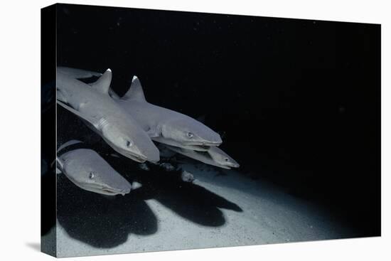 Whitetip Reef Shark Pack Hunting at Night (Triaenodon Obesus) Cocos Is, Costa Rica, Pacific Ocean-null-Premier Image Canvas