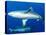 Whitetip Reef Shark (Triaenodon Obesus) Is a Requiem Shark in the Genus Carcharinidae-Louise Murray-Premier Image Canvas